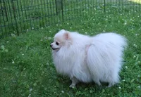 AKC Mister - White Pom 5.5 lbs, a male Pomeranian for sale in Colville, WA – Photo 10 of 10