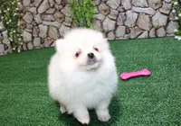 AKC Mister - White Pom 5.5 lbs, a male Pomeranian for sale in Colville, WA – Photo 3 of 10