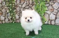 AKC Mister - White Pom 5.5 lbs, a male Pomeranian for sale in Colville, WA – Photo 2 of 10