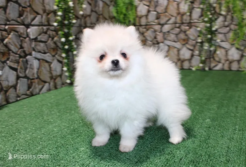 AKC Mister - White Pom 5.5 lbs