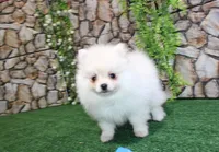 AKC Mister - White Pom 5.5 lbs, a male Pomeranian for sale in Colville, WA – Photo 4 of 10