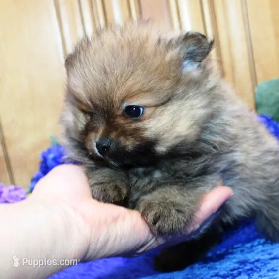 AKC Baron Red Sable male - 6 lbs, a male Pomeranian for sale in Colville, WA – Photo 7 of 9