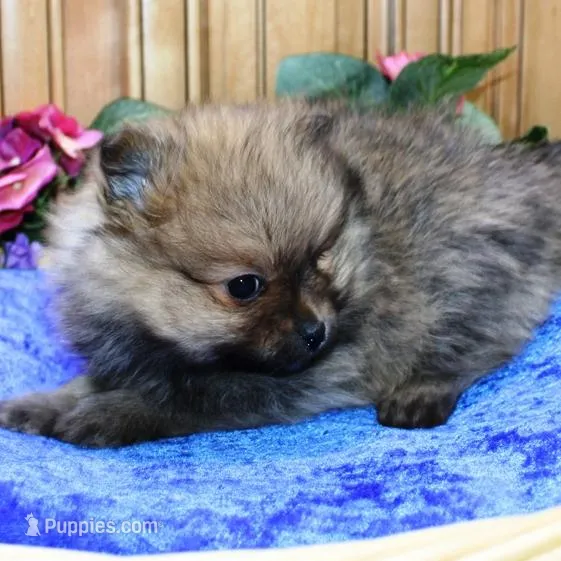 AKC Baron Red Sable male - 6 lbs, a male Pomeranian for sale in Colville, WA – Photo 5 of 9