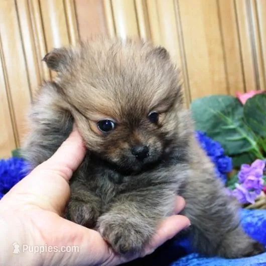 AKC Baron Red Sable male - 6 lbs, a male Pomeranian for sale in Colville, WA – Photo 3 of 9
