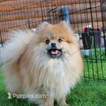 AKC Baron Red Sable male - 6 lbs, a male Pomeranian for sale in Colville, WA – Photo 8 of 9