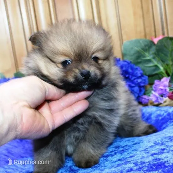 AKC Baron Red Sable male - 6 lbs, a male Pomeranian for sale in Colville, WA – Photo 2 of 9