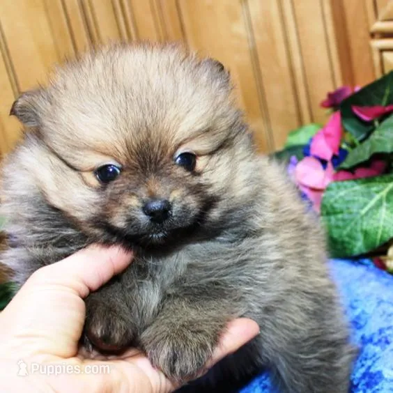 AKC Baron Red Sable male - 6 lbs – Pomeranian puppy for sale in Colville, WA