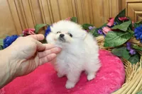 AKC Fasya White female Pomeranian - 4 lbs as adult, a female Pomeranian for sale in Evans, WA – 7 of 10