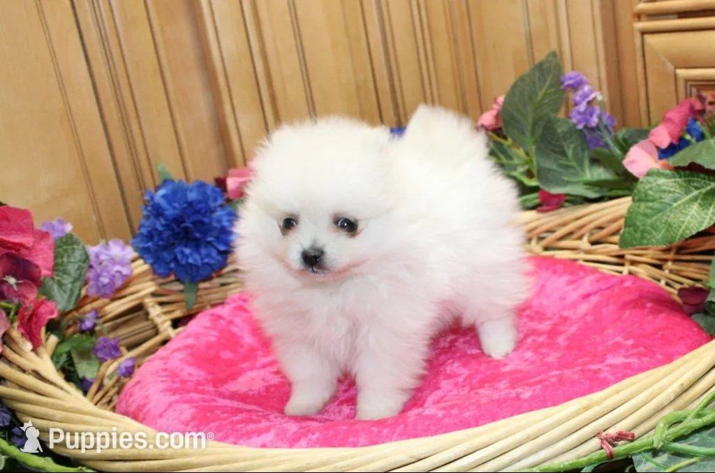 AKC Pom Mariana Girl - 4 lbs, a female Pomeranian for sale in Colville, WA – Photo 5 of 10