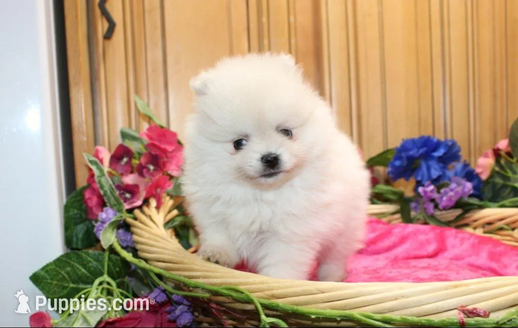 AKC Menika White Girl - 6 lbs, a female Pomeranian for sale in Colville, WA – Photo 8 of 10