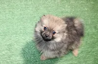 AKC Dunka - Red Sable Female Pom - 5.5 lbs as adult, a female Pomeranian for sale in Colville, WA – 7 of 7