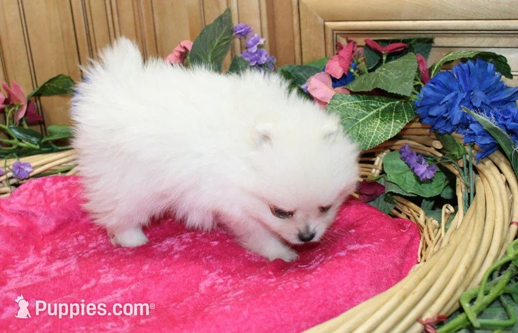 AKC Pom Mariana Girl - 4 lbs, a female Pomeranian for sale in Colville, WA – Photo 8 of 10