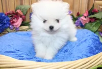 AKC Dariy - White male Pom - 5 lbs as adult, a male Pomeranian for sale in Colville, WA – 4 of 7