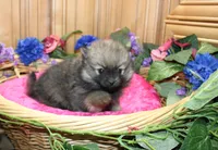 AKC Dunka - Red Sable Female Pom 5.5 lbs, a female Pomeranian for sale in Colville, WA – 3 of 8