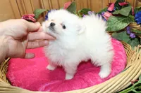 AKC Fenya White female Pom - 4.5 pounds as adult, a female Pomeranian for sale in Evans, WA – 2 of 10