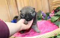 AKC Dina - Red Sable Female Pom 8+ lbs, a female Pomeranian for sale in Colville, WA – 3 of 8