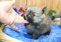 AKC Bran Red Sable male Pomeranian - 5.5 as adult, a male Pomeranian for sale in Evans, WA – 2 of 9