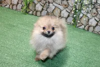 AKC Darina - Red Sable Female Pom - 4 lbs as adult, a female Pomeranian for sale in Colville, WA – 6 of 7