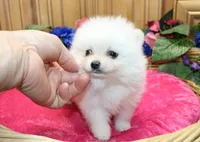 AKC Fenya White female Pom - 4.5 pounds as adult, a female Pomeranian for sale in Evans, WA – 3 of 10