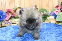 AKC Bermut Red Sable male Pomeranian - 6 pounds as adult, a male Pomeranian for sale in Evans, WA – 6 of 7