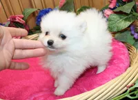 AKC Fenya White female Pom - 4.5 pounds as adult, a female Pomeranian for sale in Evans, WA – 10 of 10