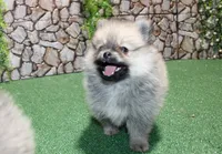 AKC Kent Sable male Pom - 6 lbs as adult, a male Pomeranian for sale in Evans, WA – 9 of 10