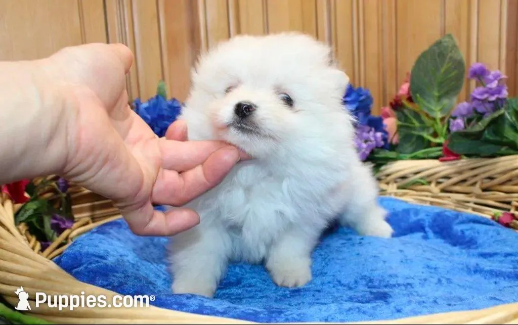 AKC Mark White Boy - 6.5 lbs, a male Pomeranian for sale in Colville, WA – Photo 1 of 8