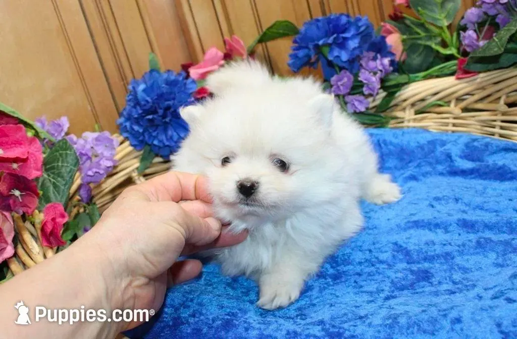 AKC Mark White Boy - 6.5 lbs, a male Pomeranian for sale in Colville, WA – Photo 2 of 8