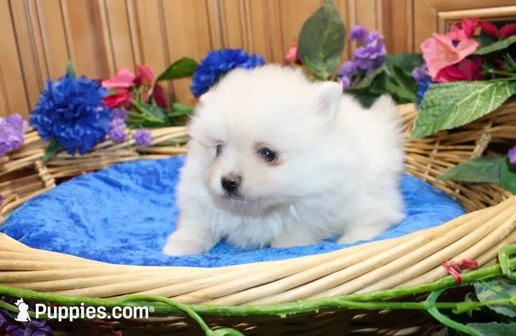 AKC Mark White Boy - 6.5 lbs, a male Pomeranian for sale in Colville, WA – Photo 3 of 8