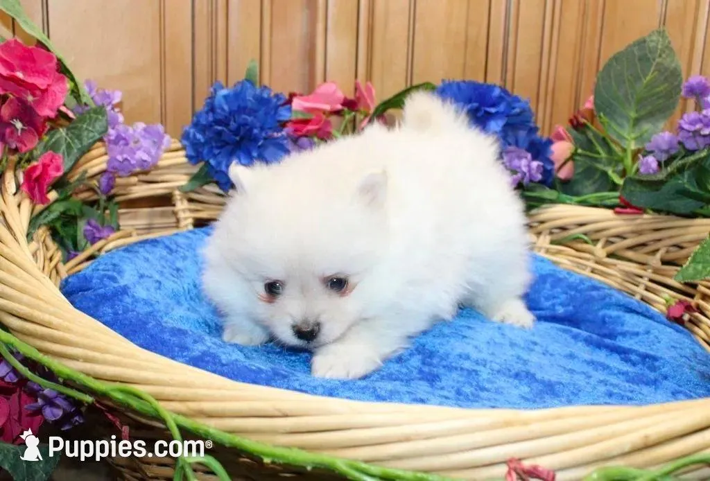 AKC Mark White Boy - 6.5 lbs, a male Pomeranian for sale in Colville, WA – Photo 4 of 8