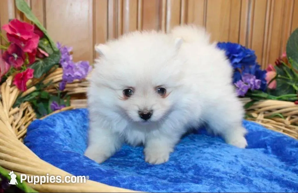 AKC Mark White Boy - 6.5 lbs, a male Pomeranian for sale in Colville, WA – Photo 5 of 8