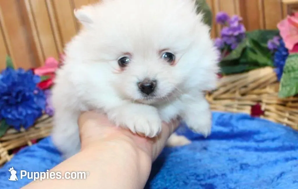 AKC Mark White Boy - 6.5 lbs, a male Pomeranian for sale in Colville, WA – Photo 6 of 8