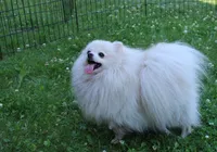 AKC Mark White Boy - 6.5 lbs, a male Pomeranian for sale in Colville, WA – Photo 8 of 8