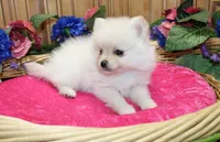 AKC Fibby White female Pom - 5 lbs as adult, a female Pomeranian for sale in Evans, WA – 9 of 10