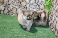 AKC Krosh Sable Pom 6 lbs as adult, a male Pomeranian for sale in Evans, WA – 8 of 9