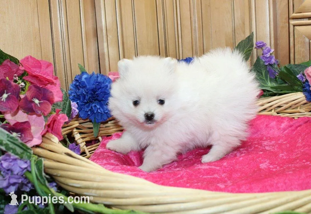 AKC Marshmallow Girl - 4.5 lbs, a female Pomeranian for sale in Colville, WA – Photo 3 of 10