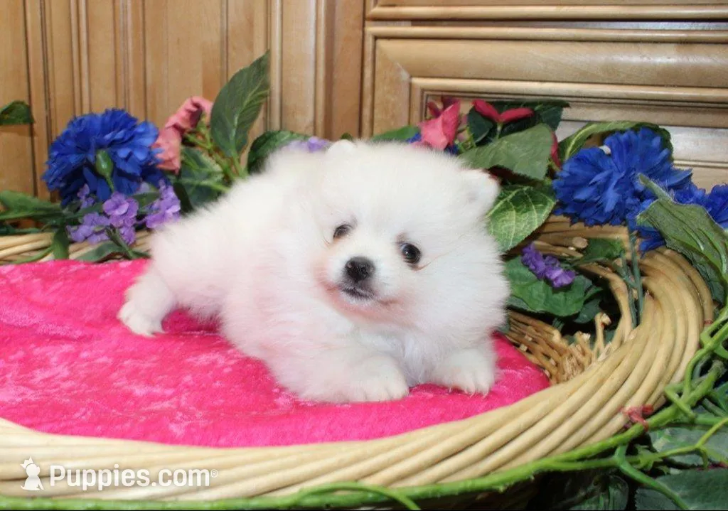 AKC Megalia White Girl - 7+ lbs, a female Pomeranian for sale in Colville, WA – Photo 8 of 10