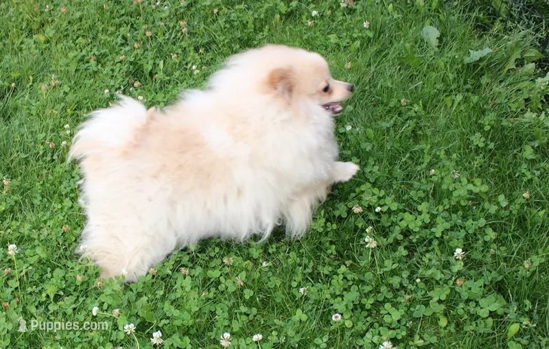 AKC Goliath Cream 8+lbs – Pomeranian puppy for sale in Evans, WA