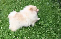 AKC Goliath Cream 8+lbs, a male Pomeranian for sale in Evans, WA – 1 of 9