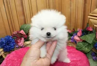 AKC Darianka - White female Pom - 5 lbs as adult, a female Pomeranian for sale in Colville, WA – 3 of 6