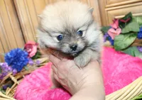 AKC Darina - Red Sable Female Pom, a female Pomeranian for sale in Colville, WA – 8 of 8