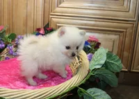 AKC Falina Cream female Pom - 4.5 lbs as adult, a female Pomeranian for sale in Evans, WA – 3 of 10