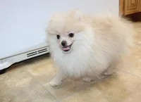 AKC Serak Cream Male Pom, a male Pomeranian for sale in Colville, WA – Photo 7 of 10