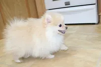 AKC Serak Cream Male Pom, a male Pomeranian for sale in Colville, WA – Photo 4 of 10