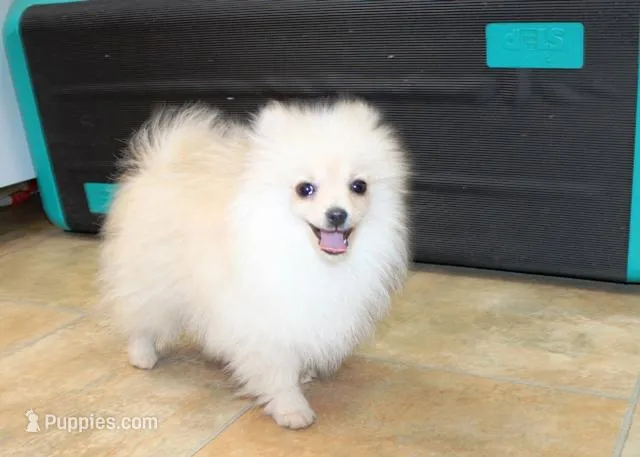 AKC Serak Cream Male Pom, a male Pomeranian for sale in Colville, WA – Photo 1 of 10