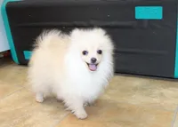 AKC Serak Cream Male Pom, a male Pomeranian for sale in Colville, WA – Photo 1 of 10