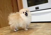 AKC Serak Cream Male Pom, a male Pomeranian for sale in Colville, WA – Photo 6 of 10