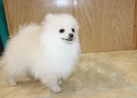 AKC Serak Cream Male Pom, a male Pomeranian for sale in Colville, WA – Photo 5 of 10