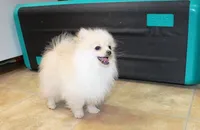 AKC Serak Cream Male Pom, a male Pomeranian for sale in Colville, WA – Photo 2 of 10