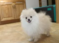 AKC Serak Cream Male Pom, a male Pomeranian for sale in Colville, WA – Photo 8 of 10